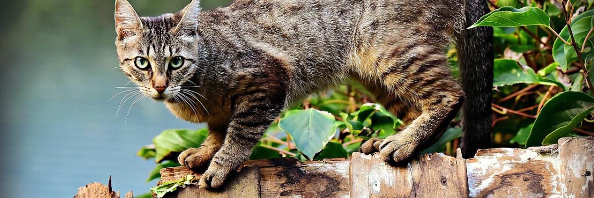 Streunerkatzen-Kastrationsprojekt