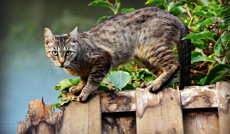 Streunerkatzen-Kastrationsprojekt