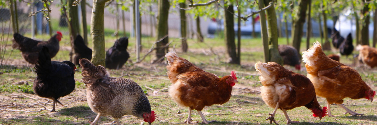 Vogelgrippe aktuell