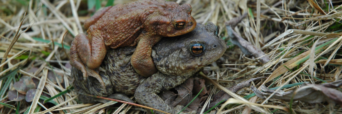 Froschwanderung 2026