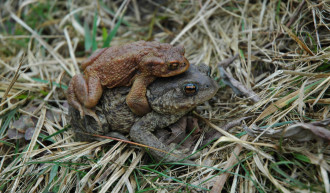 Froschwanderung 2026