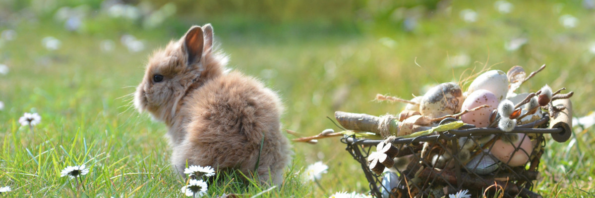 Osterhase mit Osterkorb auf Wiese