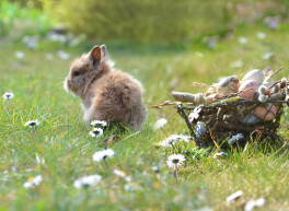 Osterhase mit Osterkorb auf Wiese