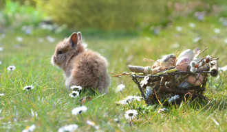 Osterhase mit Osterkorb auf Wiese