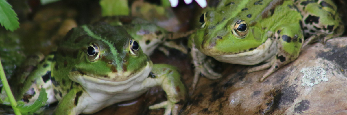 Frösche im Teich bei der Paarung