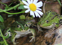 Frösche im Teich bei der Paarung