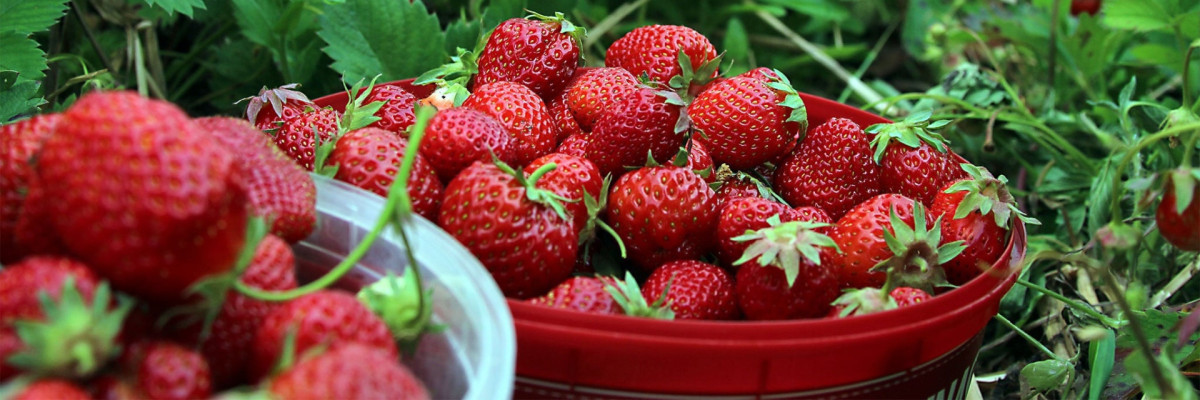 Korb mit Erdbeeren