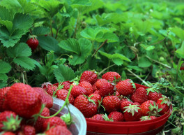 Korb mit Erdbeeren