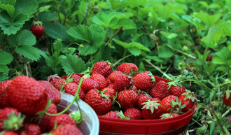 Korb mit Erdbeeren